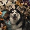 plushbean